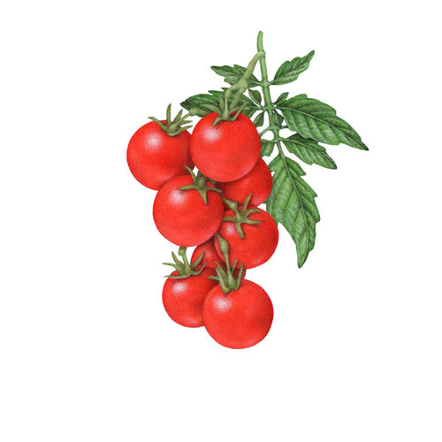 Cherry Tomato 