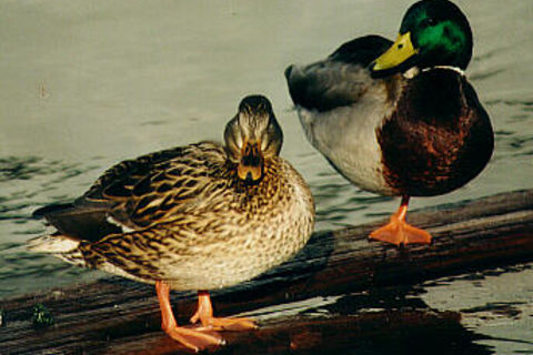 A Pair of Mallards