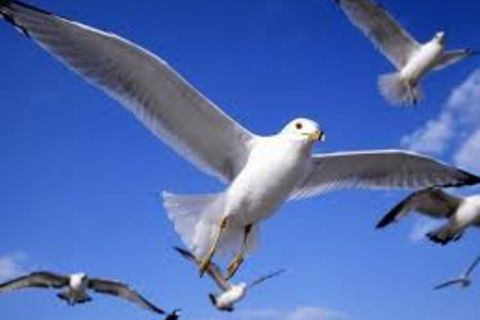 EASY WINGS