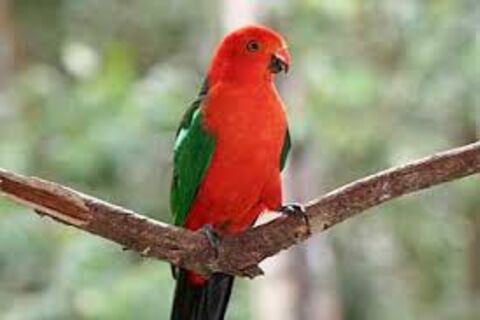 Baby Parrot