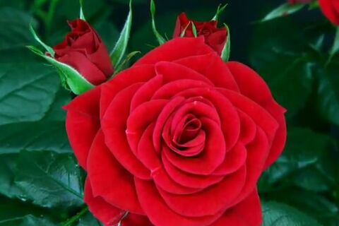 A Rose in Bloom
