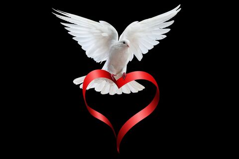 Courrier Doves