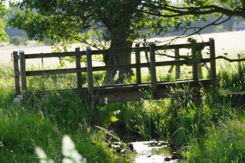 As I Sit in the Shade