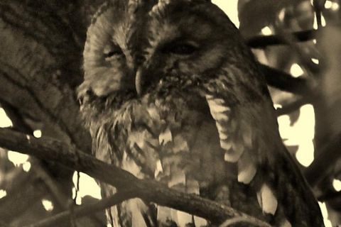 O&#039;Wise Brown Owl