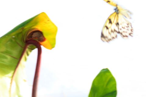 butterfly&#039;s are souls flying through heavenly earth