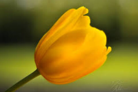 Tulip