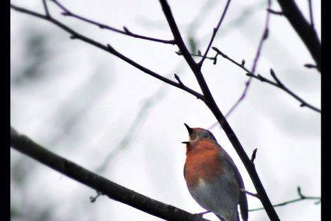 Robin red breast 