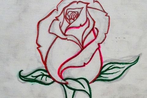 A Red Rose