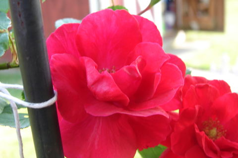 Roses and their thorns 