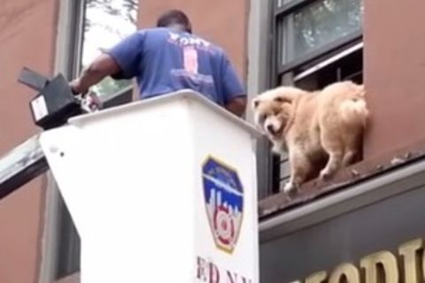 Should&#039;ve Climbed Out The Window 