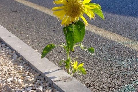The Rose That Grew Into Concrete