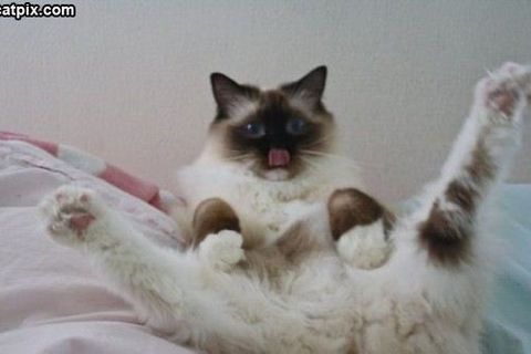 Cat-i-tude