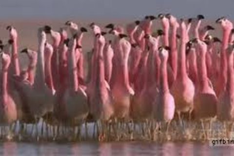 Five O&#039;clock Flamingo Tango