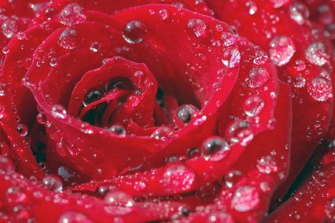 Rose Petal Storms