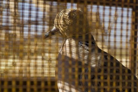 Alone in a Cage