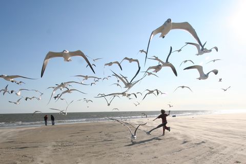 If Seagulls Could Talk