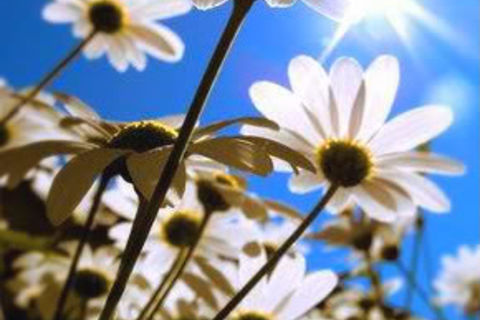 Flower Of Compassion