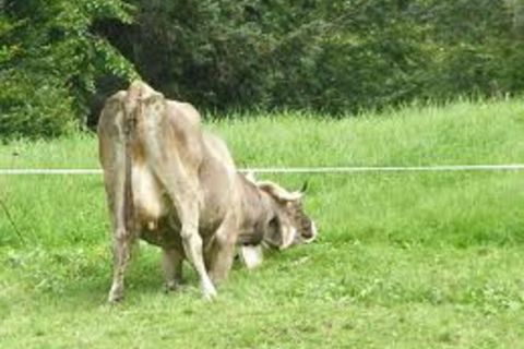 Grass is always greener