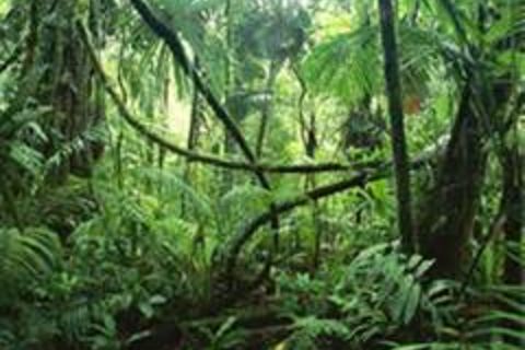 Jungle Jamba