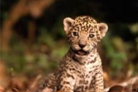 Baby Leopard!