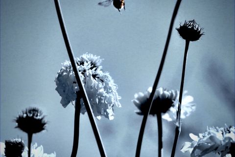 Flowers and the Bee
