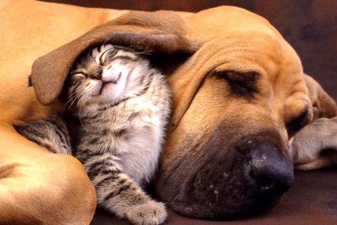 Meow.. Meow Meow.....   ;) x