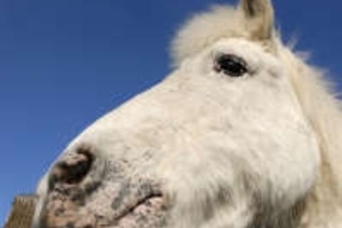 I&#039;m not a horse!