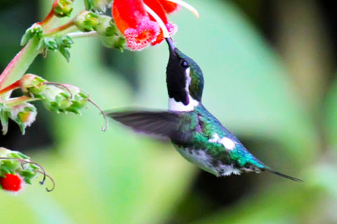 Hummingbird Fly, Fly, Away
