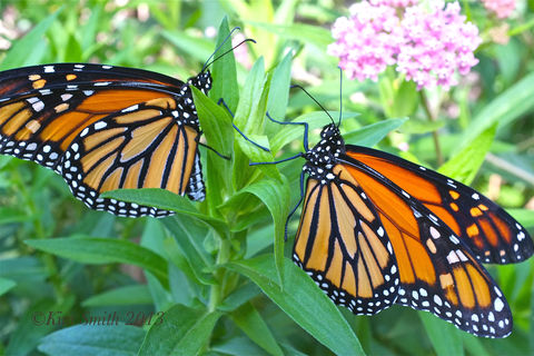 Milkweed Memories