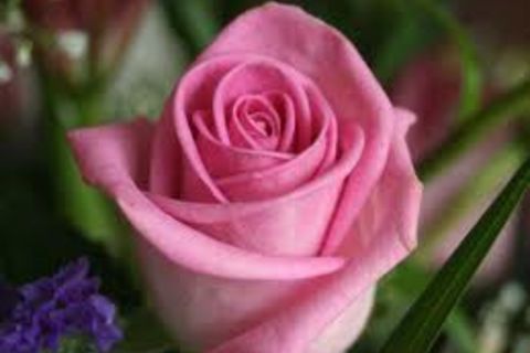 Roses Growing 