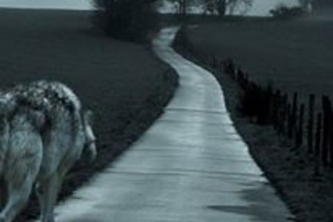 Traveled the path
