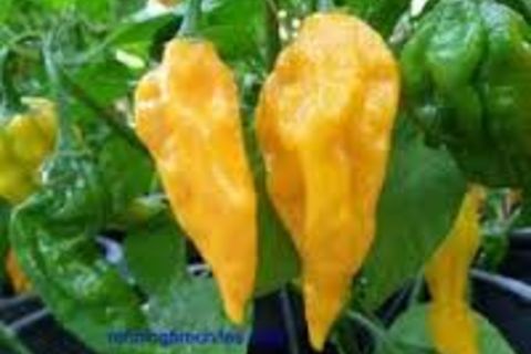your red hot pepper turned yellow