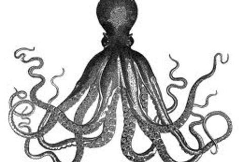 Octopus
