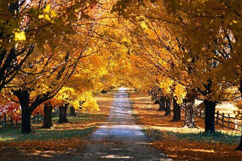Autumn 