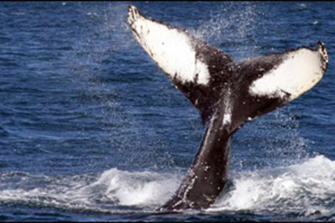 Whale Hunt