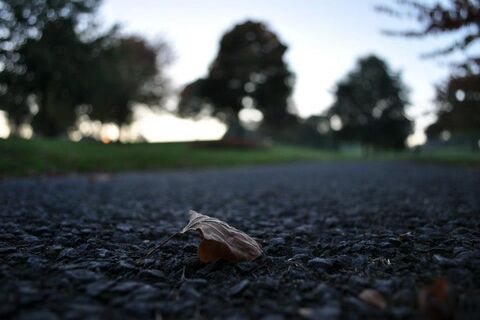 Little Leaf