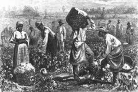 Cotton Fields Touched by the Innocent