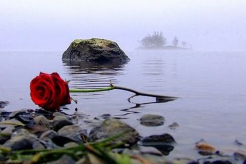 A single red rose...