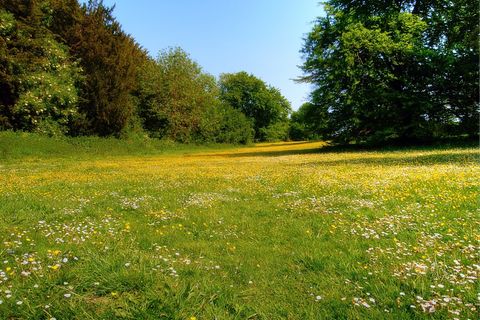 Buttercup Yellow