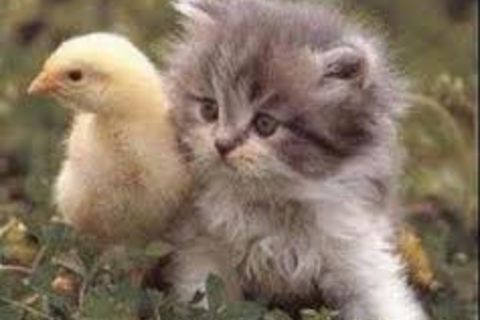 I,m A Pussy Cat !x PURR