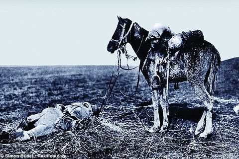 A Young Colt