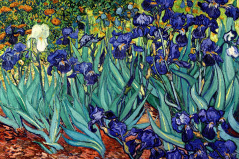 The White Iris--By Vincent Van Gogh