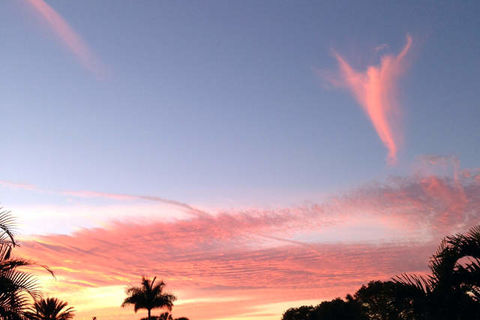 PINK ANGELS