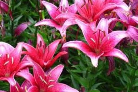 Day Lillies