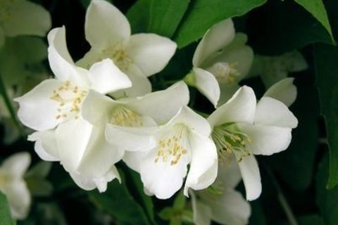 Night Blooming Jasmine