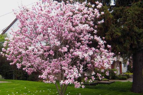 Magnolias