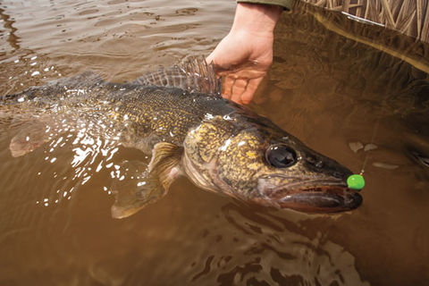 To Those Who Like To Jig
