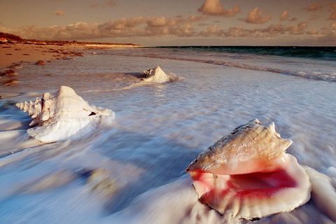 Time Echoes in a Shell