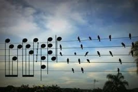 Birds On a Wire