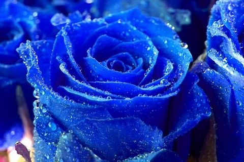 He Gave Me A Rose